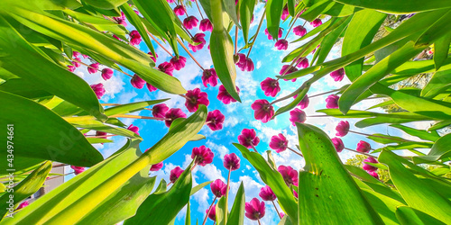 background tulips 