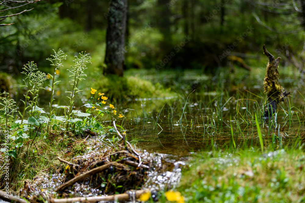 Fototapeta premium sumpfdotterblumen