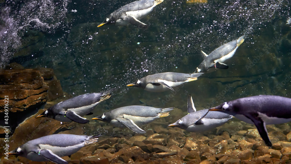 Obraz premium Group of penguins in captivity, diving in their fish tank