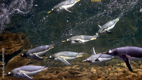 Group of penguins in captivity, diving in their fish tank © Fernando