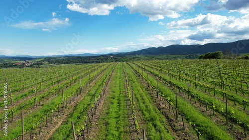 Wallpaper Mural Aerial view of young vineyards with blue cloudy sky in the Chianti area in Tuscany. Italy Torontodigital.ca