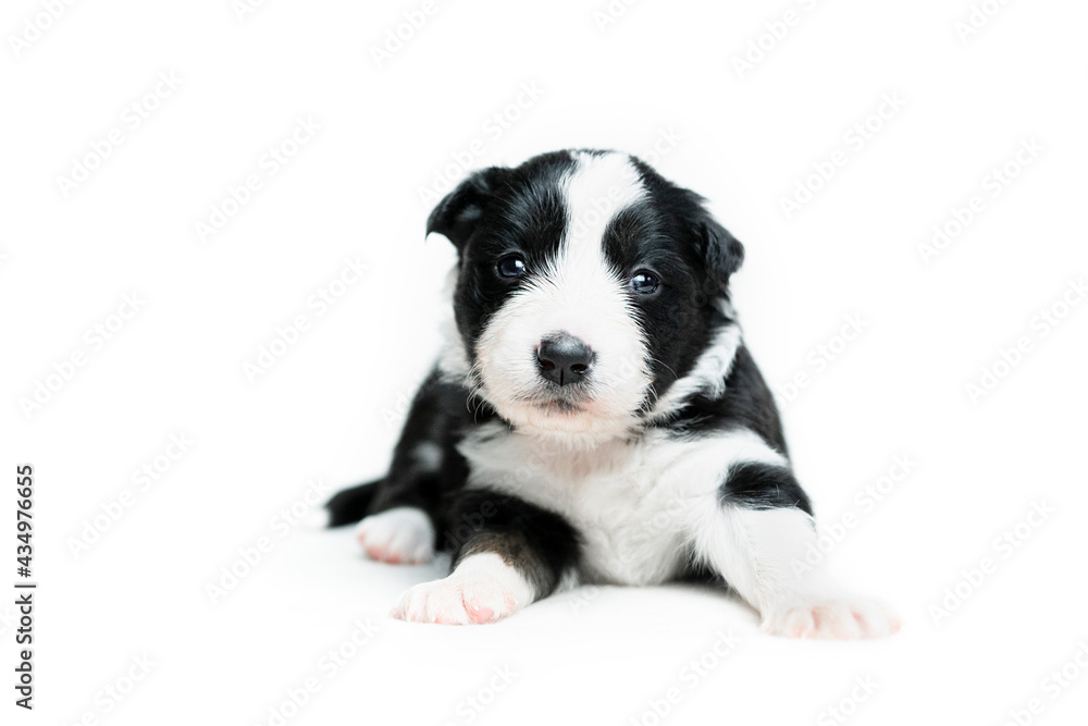 Puppy on the white background pt. 3