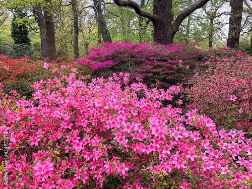 Fototapeta Naklejka Na Ścianę i Meble -  Azalea bushes in different shades of pink, red in Richmond park, London. May 2021. very beautiful, spring mood