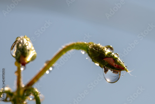 Ivy Geranium Peltatum bud with water droplet against bright sky. Closeup  photo