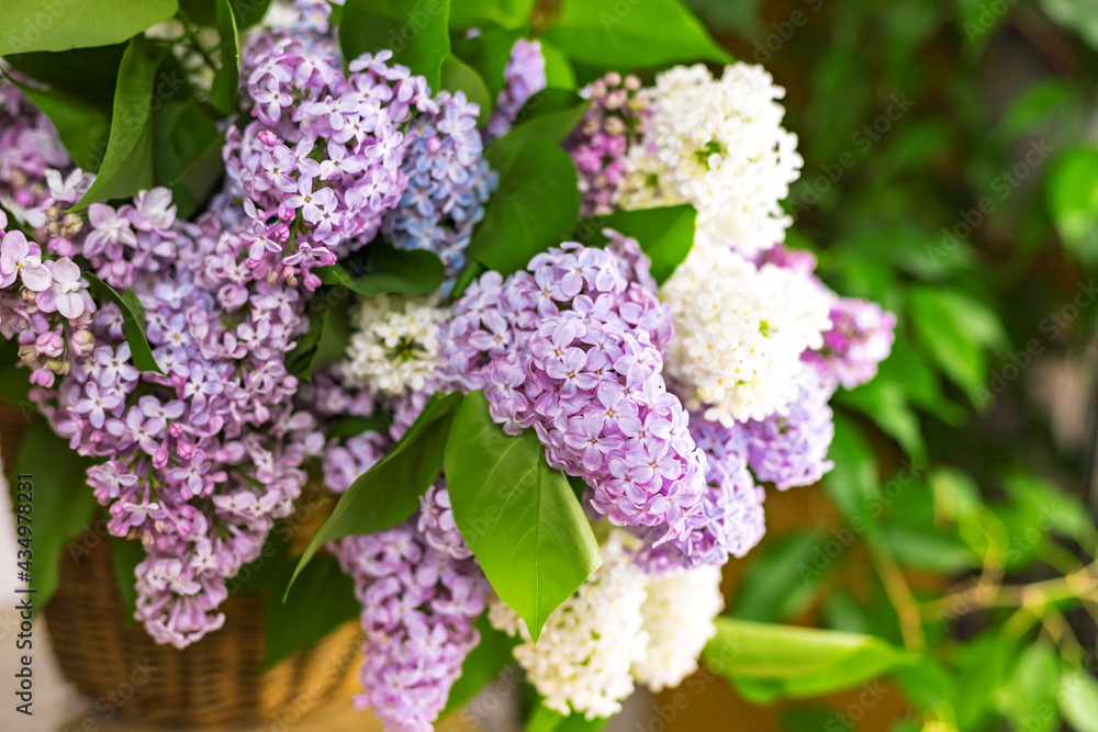 Lilac flower branches in wicker basket on wooden table near white wall background. Close up. Selective soft focus. Shallow depth of field. Text copy space. Lilac flower branches in wicker basket on wooden table near white wall background. Close up. Selective soft focus. Shallow depth of field. Text copy space.