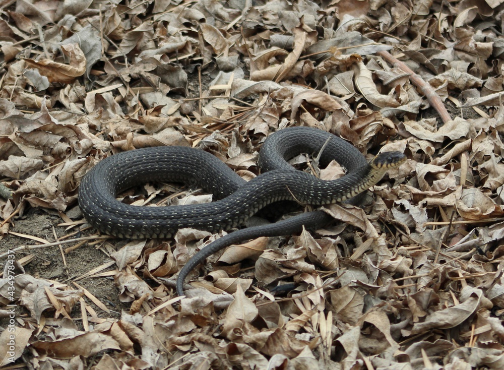 Fototapeta premium snake in the grass