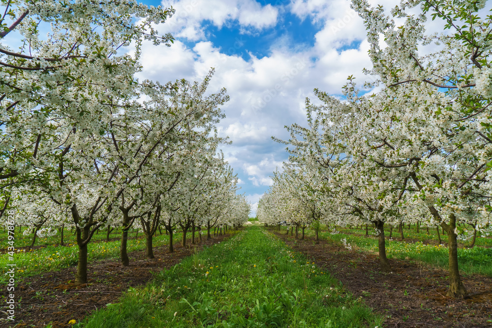 cherry tree in spring