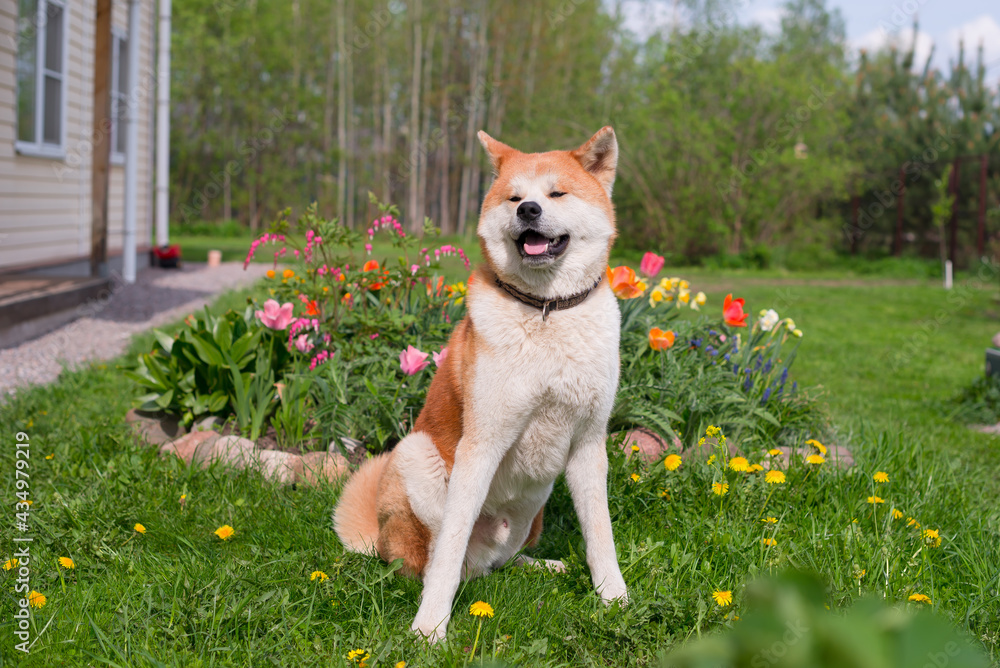 akitainu dog waking in the garden, summer background akitainu dog waking in the garden, summer background