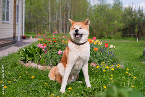 akitainu dog waking in the garden, summer background photo