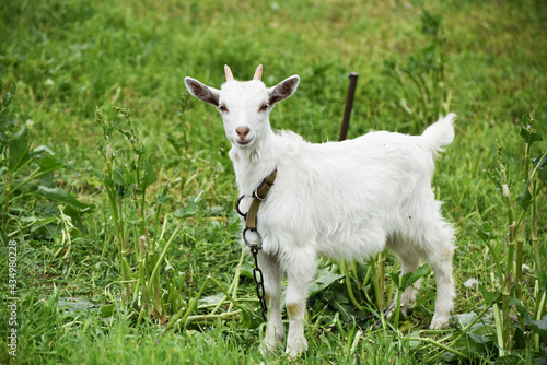 Cute goatling outdoors in spring grass, rural wildlife photo