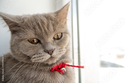 Fototapeta Naklejka Na Ścianę i Meble -  cat on a window