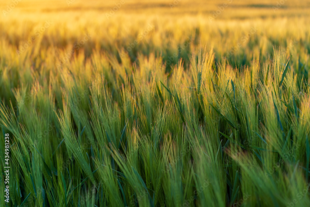 Close-up of wheat field with green ears in the setting sun during a summer day.