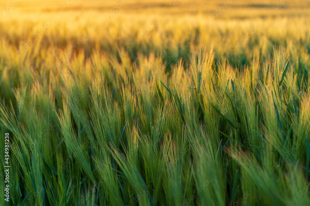 Obraz premium Close-up of wheat field with green ears in the setting sun during a summer day.