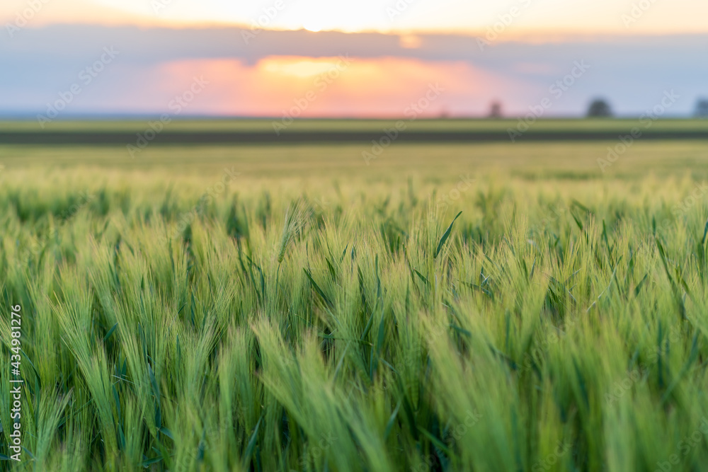 Landscape of wheat field with green ears in the setting sun during a summer day.