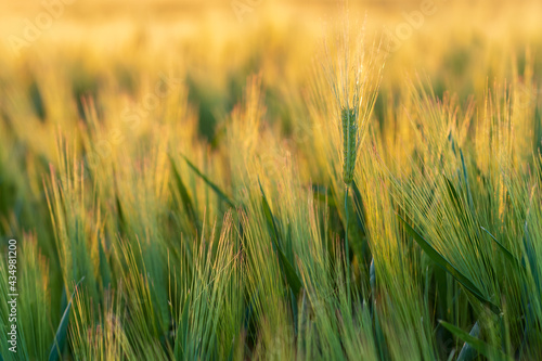 Close-up of green agricultural wheat field at sunset during spring season with the focus on a wheat straw at the golden hour of sunset.