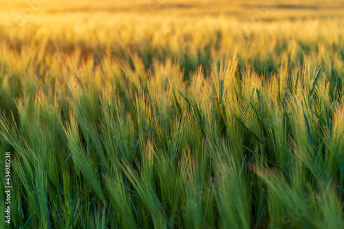 Close-up of wheat field with green ears in the setting sun during a summer day.