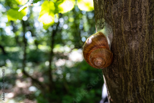 snail on a tree close up