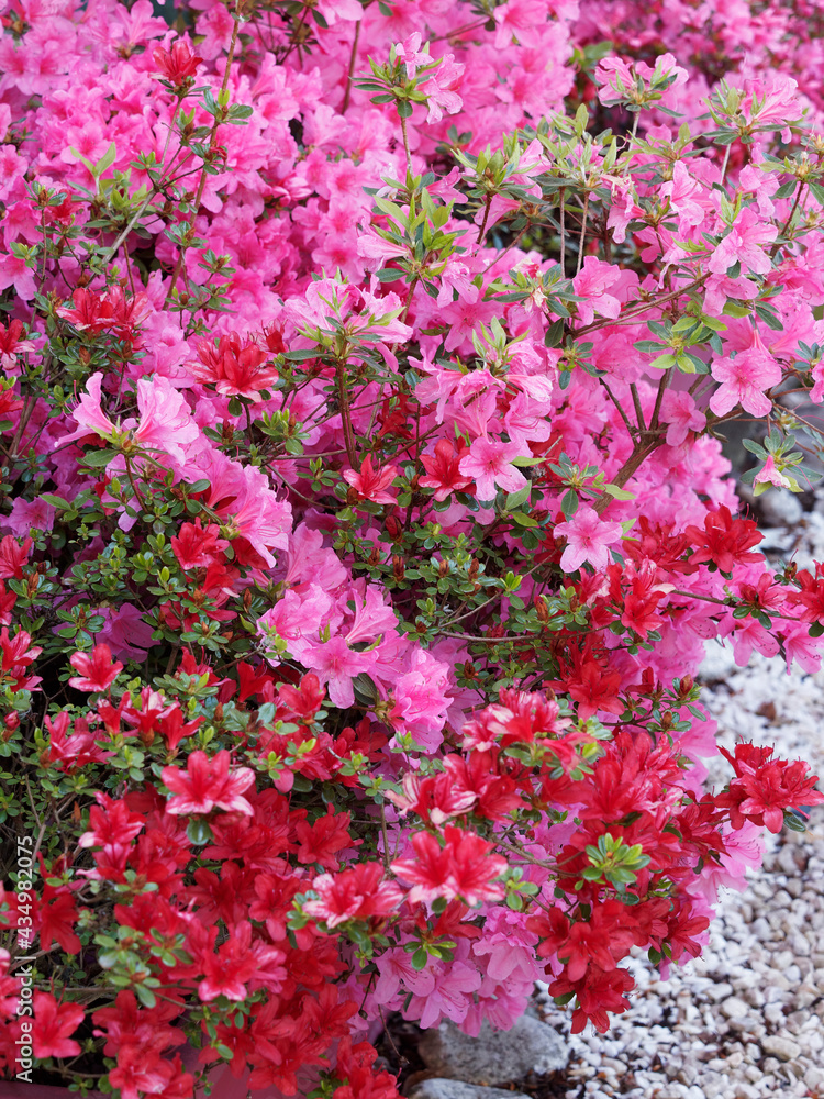 Rhododendron Azalea 'Hinode Giri' or Hinode Giri Azalea with abundant purplish red flower and small simple light glossy green leaves