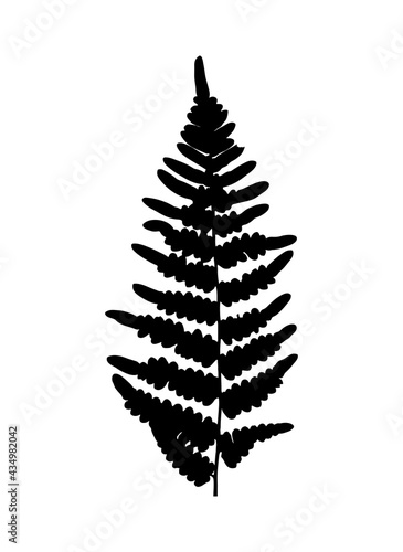 fern leaf silhouette isolated on white background