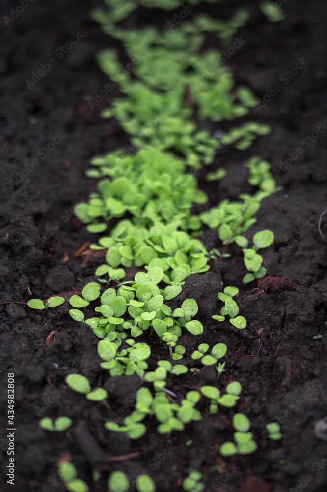 Green young lettuce sprouts sprout from the moist ground. Background Green young lettuce sprouts sprout from the moist ground. Background