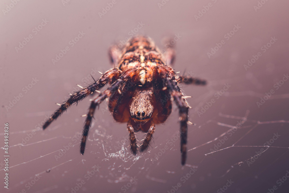Macro Garden Spider Macro Garden Spider