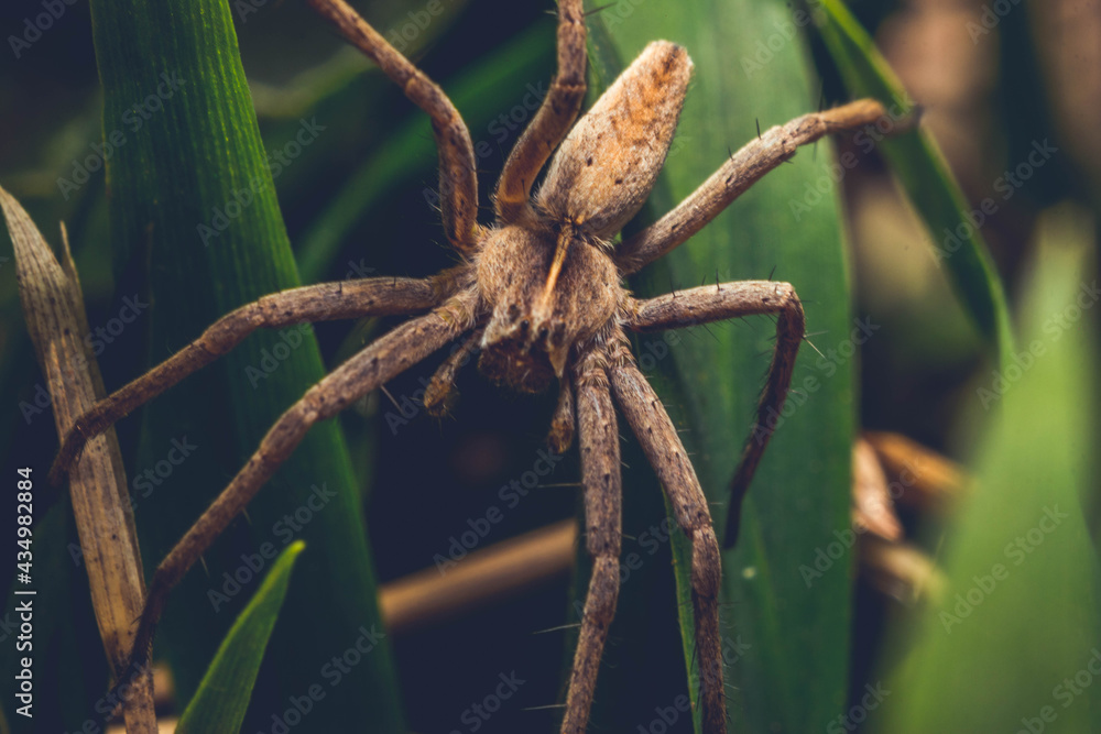 Macro Garden Spider Macro Garden Spider