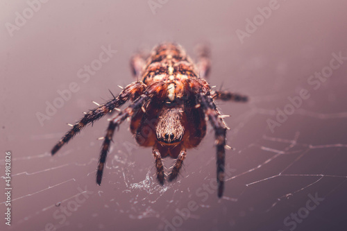 Macro Garden Spider