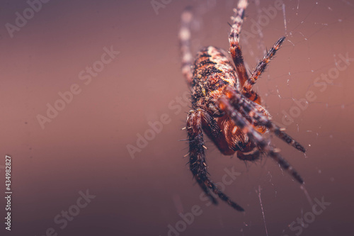 Macro Garden Spider