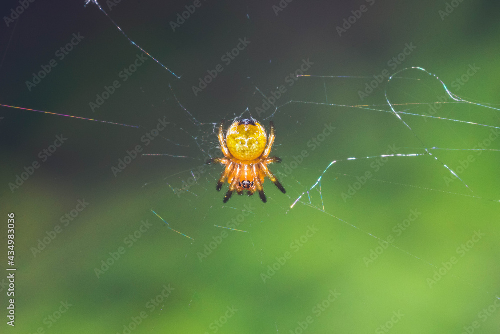 Macro Garden Spider Macro Garden Spider