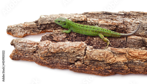 Green beautiful lizard on the bark.