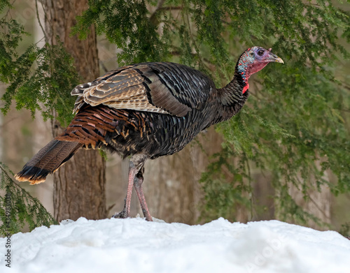 Wild Turkey in Winter