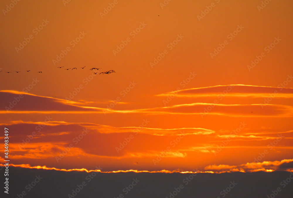 sunset flying school of birds