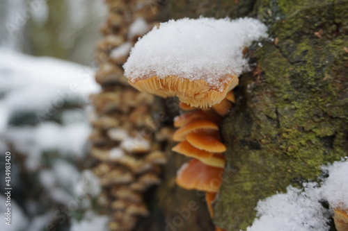 mushrooms in the snow