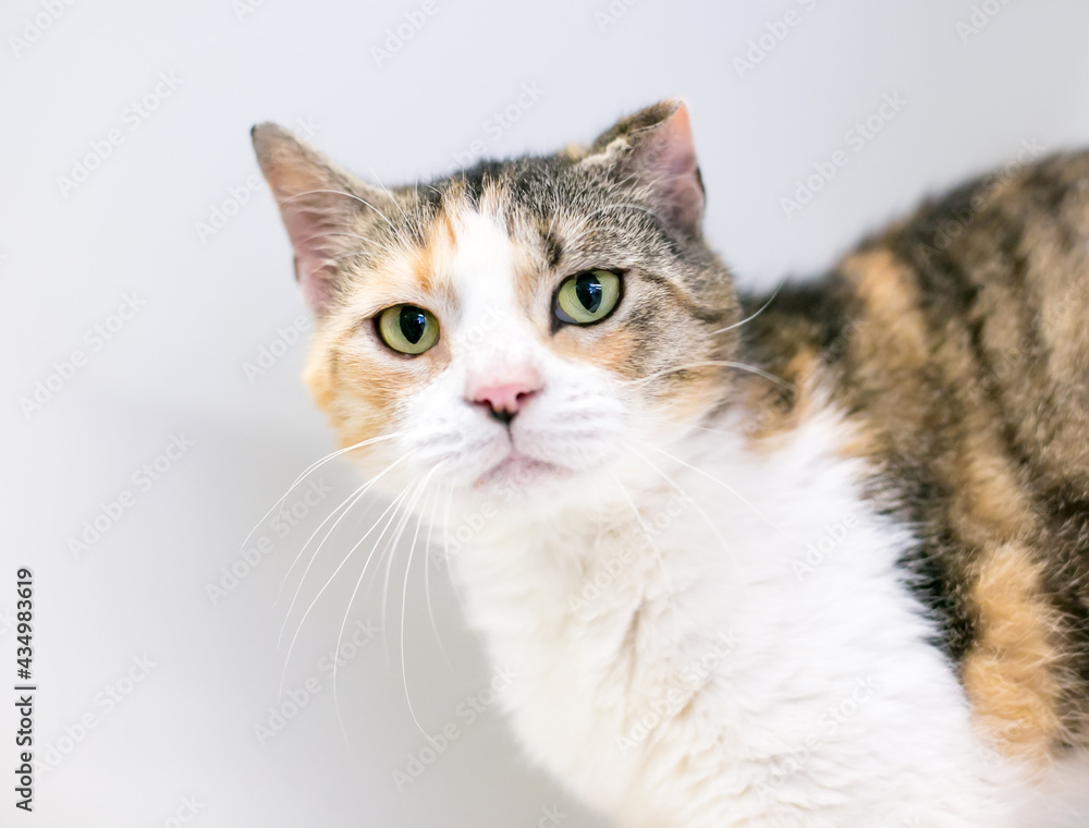 A Calico tabby shorthair cat with 