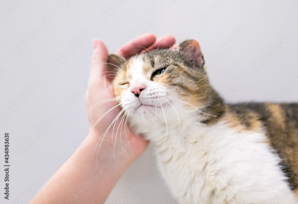 A person petting a Calico tabby shorthair cat with 