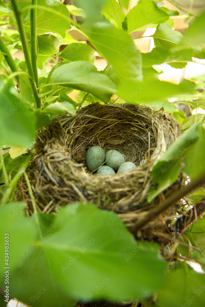 bird nest with eggs bird nest with eggs