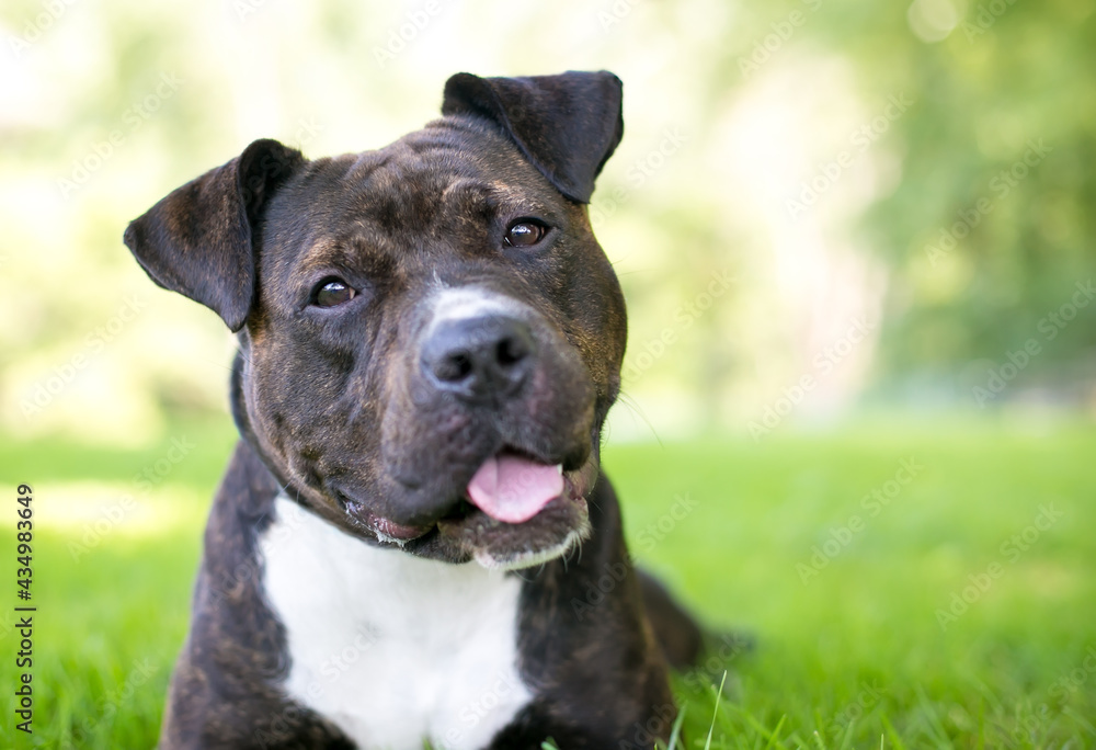 A brindle and white Staffordshire Bull Terrier mixed breed dog listening with a head tilt