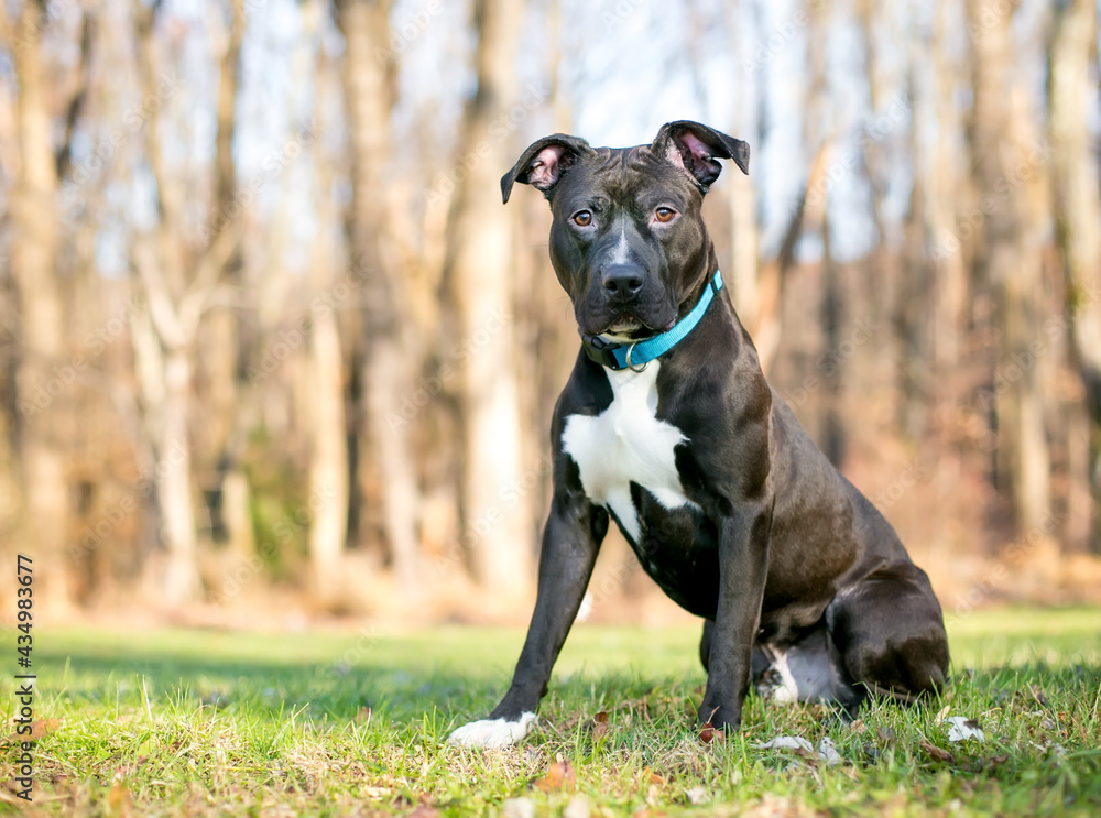 A black and white Pit Bull Terrier mixed breed dog with a blue collar sitting outdoors