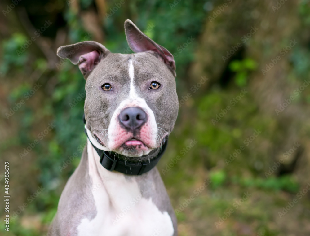 A gray and white Pit Bull Terrier mixed breed dog with floppy ears