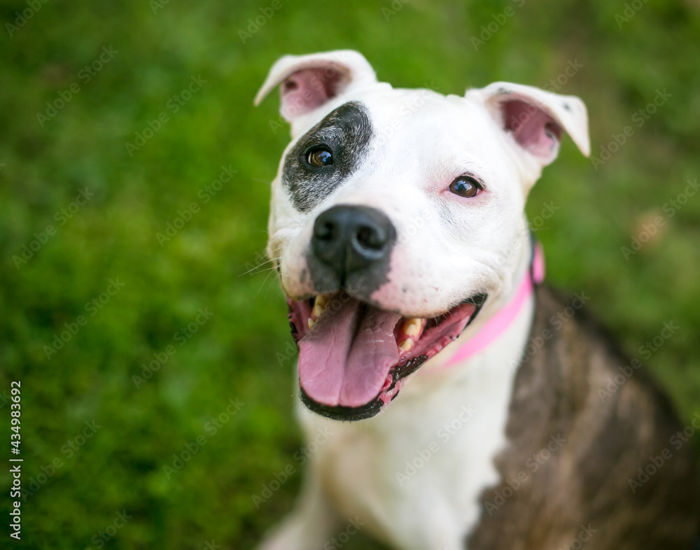 A happy Pit Bull Terrier mixed breed dog with brindle and white markings looking up