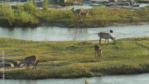 Waterbuck on Riverbed in Nature Landscape in South Africa