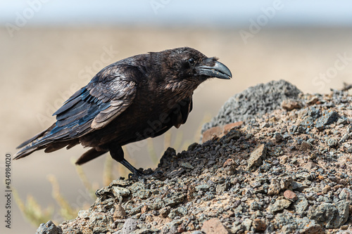 Raven (Corvus corax tingitana). During our hike at the Jandia peninsula, a pair of ravens followed us, ready to pose for tasty little rewards. Fuerteventura, Spain.