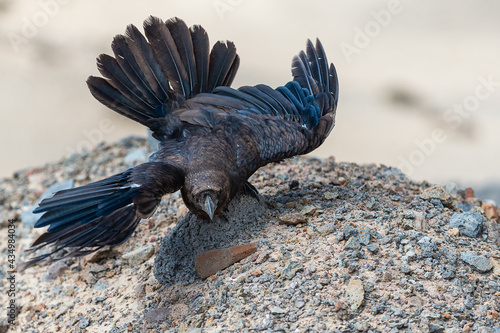 Raven (Corvus corax tingitana). During our hike at the Jandia peninsula, a pair of ravens followed us, ready to pose for tasty little rewards. Fuerteventura, Spain.
