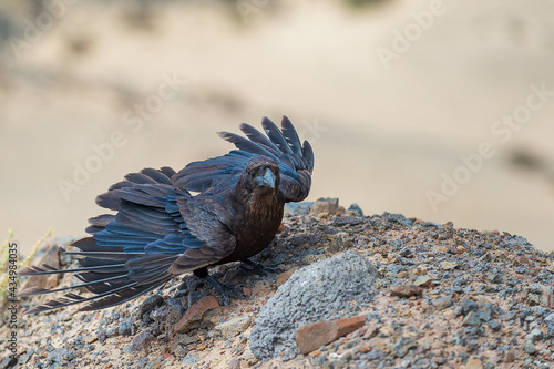 Raven (Corvus corax tingitana). During our hike at the Jandia peninsula, a pair of ravens followed us, ready to pose for tasty little rewards. Fuerteventura, Spain. photo