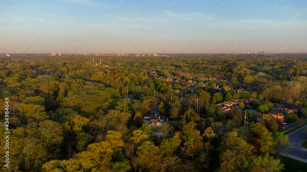 Obraz premium Forest with the skyline during golden hour