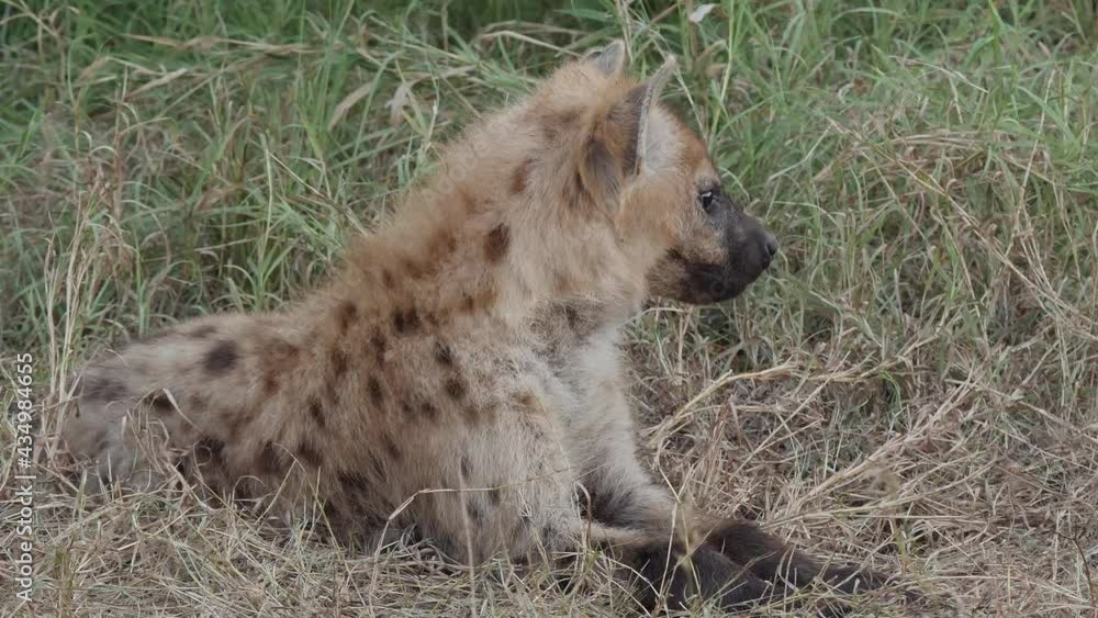 Spotted Hyena in African Savannah Habitat in South Africa Spotted Hyena in African Savannah Habitat in South Africa