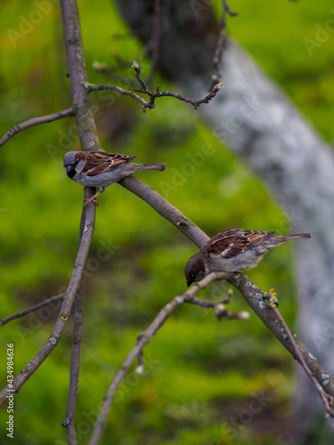 sparrow in the spring on a branch