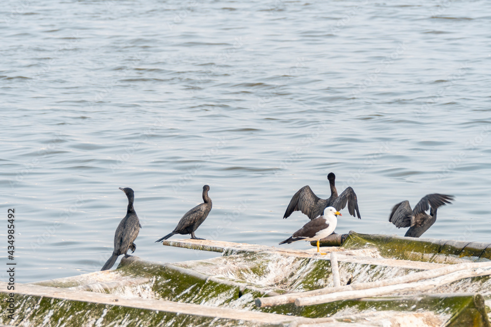 Fototapeta premium seabirds in floating structure on the shore of the pool