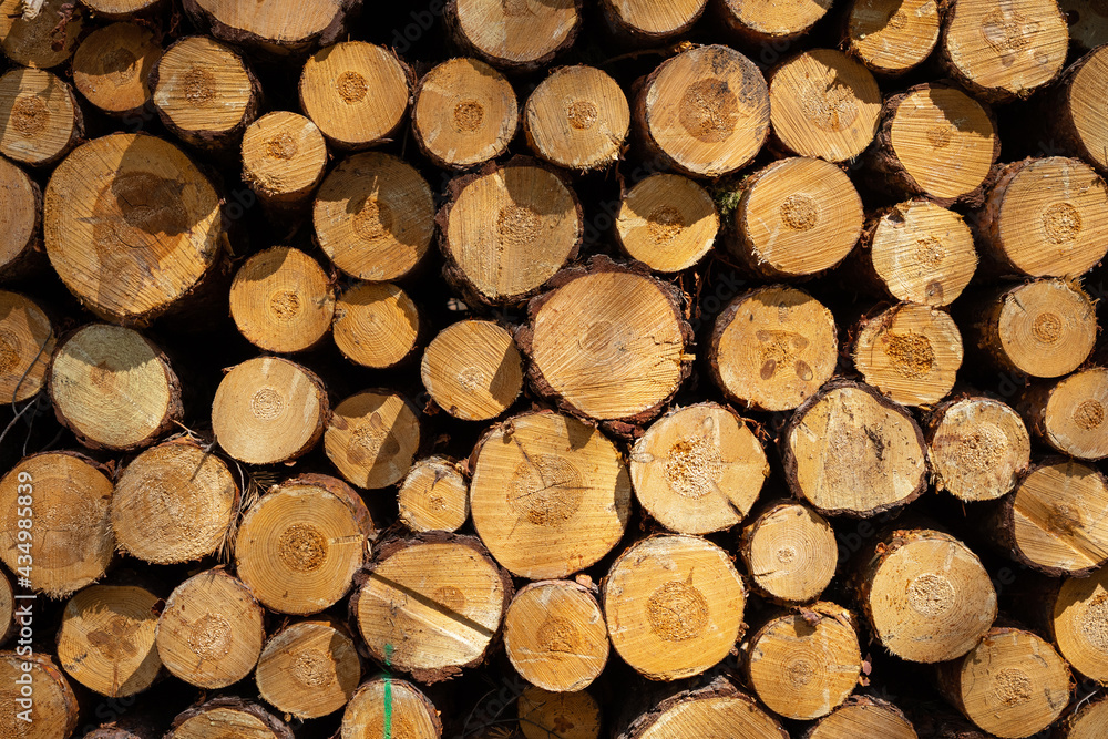 A pile of cut trees. Stumps as background. A pile of cut trees. Stumps as background.