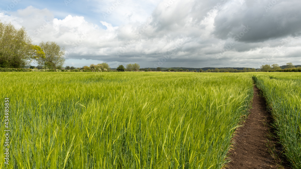 View of a field of barley (hordeum vulgare) out in ear View of a field of barley (hordeum vulgare) out in ear